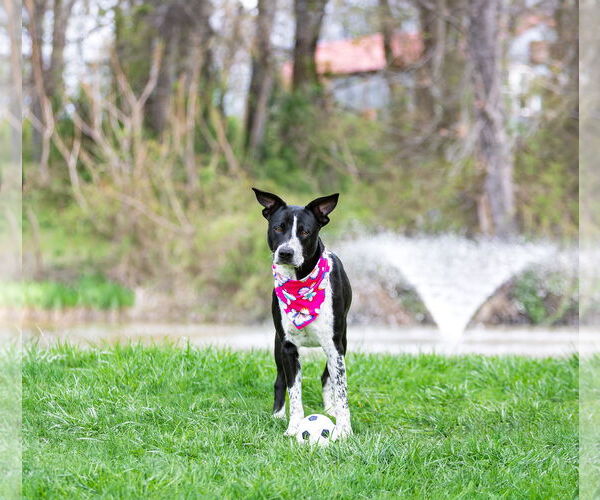 Medium Photo #7 Mutt Puppy For Sale in Unionville, PA, USA