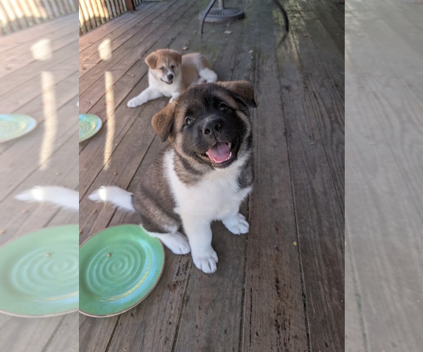 Medium Photo #1 Akita Puppy For Sale in MOHRSVILLE, PA, USA
