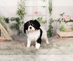 Small Photo #2 Cavalier King Charles Spaniel Puppy For Sale in WARSAW, IN, USA