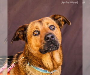 Mountain Cur-Unknown Mix Dogs for adoption in San Diego, CA, USA