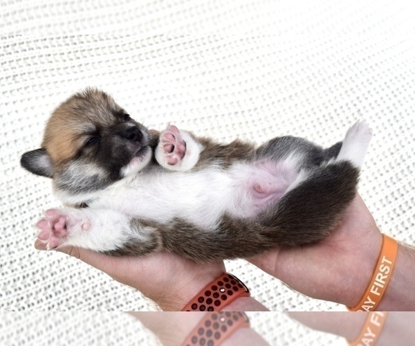Medium Photo #9 Pembroke Welsh Corgi Puppy For Sale in SOULSBYVILLE, CA, USA