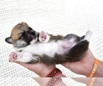 Small Photo #9 Pembroke Welsh Corgi Puppy For Sale in SOULSBYVILLE, CA, USA