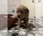 Small Photo #8 Golden Retriever Puppy For Sale in BUCHANAN, TN, USA