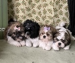 Small Photo #4 Shih Tzu Puppy For Sale in KLONDIKE, TX, USA