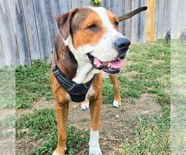Medium Photo #2 Mastiff-Unknown Mix Puppy For Sale in San Antonio, TX, USA