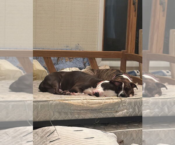 Medium Photo #1 Boxer-Unknown Mix Puppy For Sale in Brewster, NY, USA