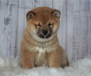 Shiba Inu Puppy for sale in FREDERICKSBG, OH, USA