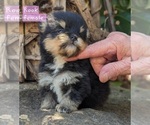 Small Photo #11 Pomeranian Puppy For Sale in COMER, GA, USA