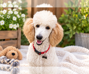 Father of the Goldendoodle puppies born on 09/17/2026