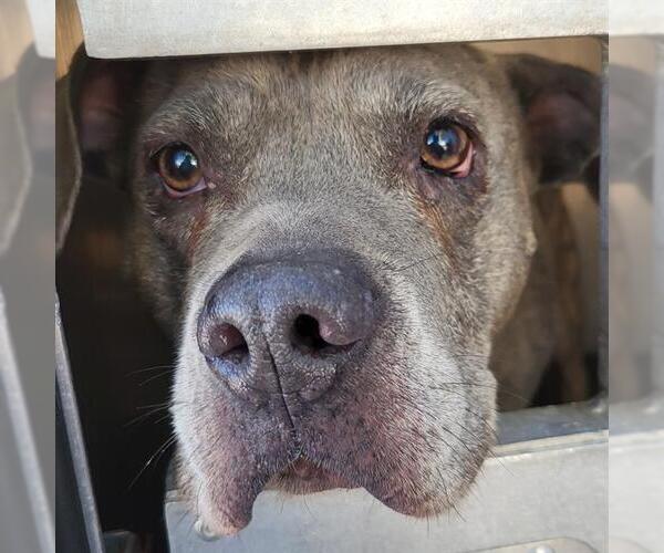 Medium Photo #1 American Staffordshire Terrier-Unknown Mix Puppy For Sale in San Antonio, TX, USA