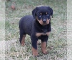 Small Photo #7 Rottweiler Puppy For Sale in FREDERICKSBURG, OH, USA