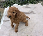 Small Photo #86 Irish Doodle Puppy For Sale in GOSHEN, IN, USA