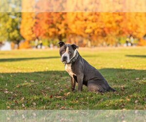 American Staffordshire Terrier Dogs for adoption in Landenberg, PA, USA