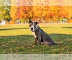 Small American Staffordshire Terrier