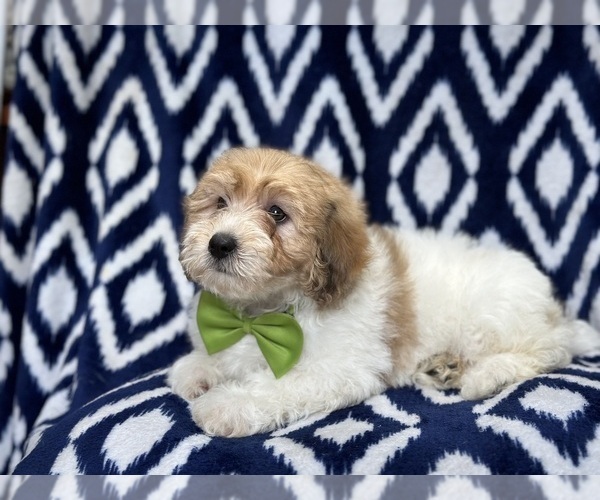 Medium Photo #5 Lhasa-Poo Puppy For Sale in LAKELAND, FL, USA