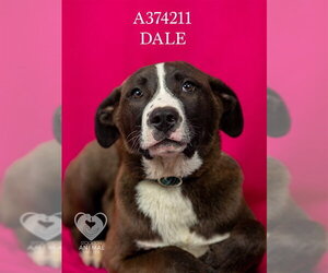 Mutt Dogs for adoption in Stockton, CA, USA