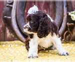 Small #15 Cocker Spaniel