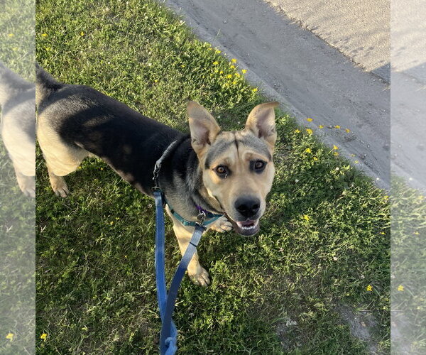 Medium Photo #7 Mutt Puppy For Sale in Fargo, ND, USA
