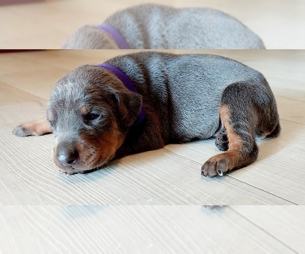 Medium Photo #5 Doberman Pinscher Puppy For Sale in KEMPNER, TX, USA