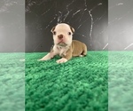 Small #10 Boston Terrier