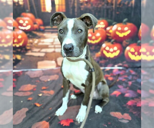 Medium Photo #1 Mutt Puppy For Sale in Long Beach, CA, USA
