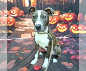 Mutt Dogs for adoption in Long Beach, CA, USA