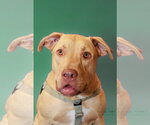 Small #3 Labrador Retriever Mix