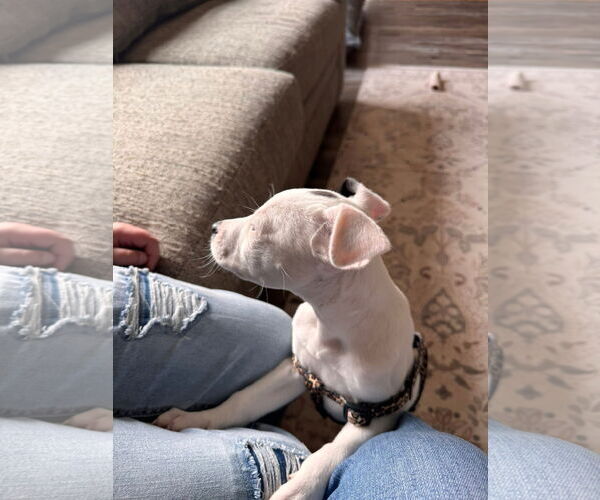 Medium Photo #5 Mutt Puppy For Sale in New London, WI, USA