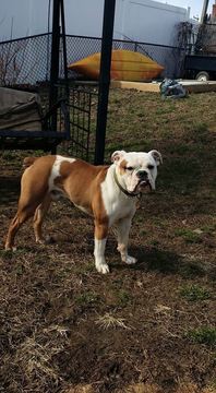 Medium Photo #1 Olde English Bulldogge Puppy For Sale in HALETHORPE, MD, USA