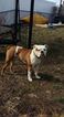 Small Photo #1 Olde English Bulldogge Puppy For Sale in HALETHORPE, MD, USA