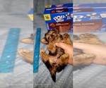 Small Photo #233 Yorkshire Terrier Puppy For Sale in AKRON, OH, USA