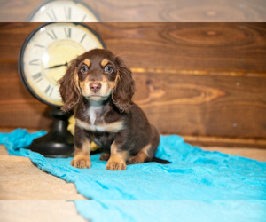 Dachshund Puppy for sale in WAKARUSA, IN, USA
