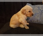 Small Photo #24 Golden Retriever Puppy For Sale in CLAREMORE, OK, USA
