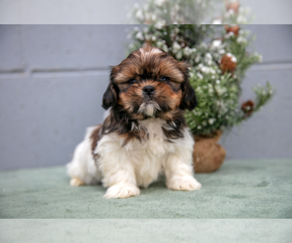 Medium Photo #3 Shih Tzu Puppy For Sale in BALTIC, OH, USA