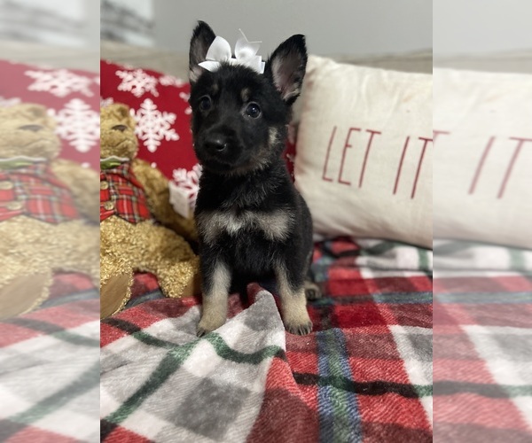 Medium Photo #3 German Shepherd Dog Puppy For Sale in ALACHUA, FL, USA