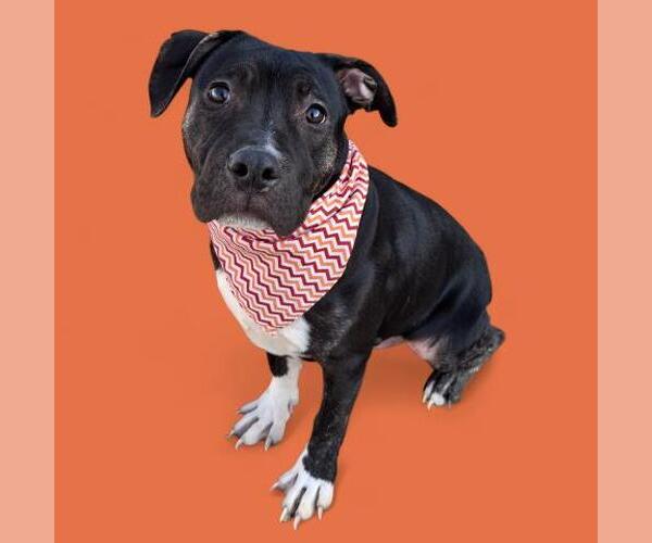 Medium Photo #1 Bullboxer Pit Puppy For Sale in Bakersfield, CA, USA