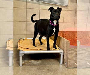 Marilynn - Female Labrador Retriever-Unknown Mix Dog for Adoption - Photo #18