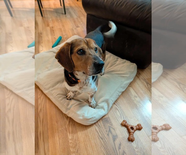 Medium Photo #1 Bagle Hound Puppy For Sale in Westwood, NJ, USA