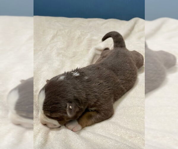 Medium Photo #1 Siberian Husky Puppy For Sale in HESPERIA, CA, USA