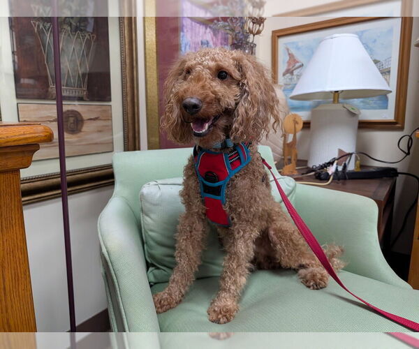 Medium Photo #2 Poodle (Miniature) Puppy For Sale in Mundelein, IL, USA