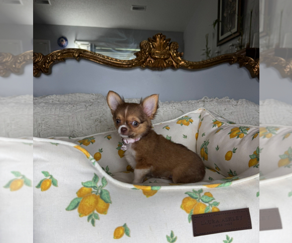 Medium Photo #6 Chihuahua Puppy For Sale in CHARLOTTE, NC, USA