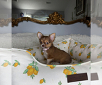 Small #5 Chihuahua