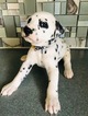 Small Photo #1 Dalmatian Puppy For Sale in ASHEBORO, NC, USA