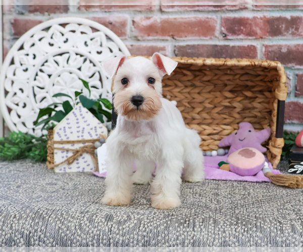 Medium Photo #6 Schnauzer (Miniature) Puppy For Sale in SYRACUSE, IN, USA
