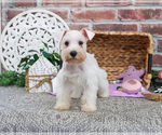 Small #5 Schnauzer (Miniature)