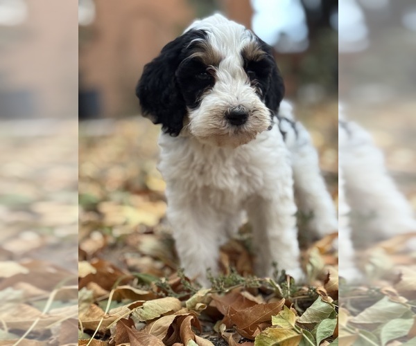 Medium Photo #3 Bernedoodle (Miniature) Puppy For Sale in LONGMONT, CO, USA