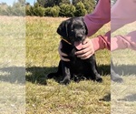 Small Photo #5 Labrador Retriever Puppy For Sale in ROCHESTER, WA, USA