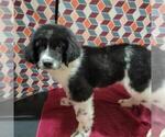 Small Photo #2 Newfoundland Puppy For Sale in BERESFORD, SD, USA