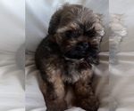 Puppy 3 Shih Tzu-ShihPoo Mix