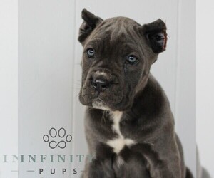 Cane Corso Puppy for sale in HONEY BROOK, PA, USA